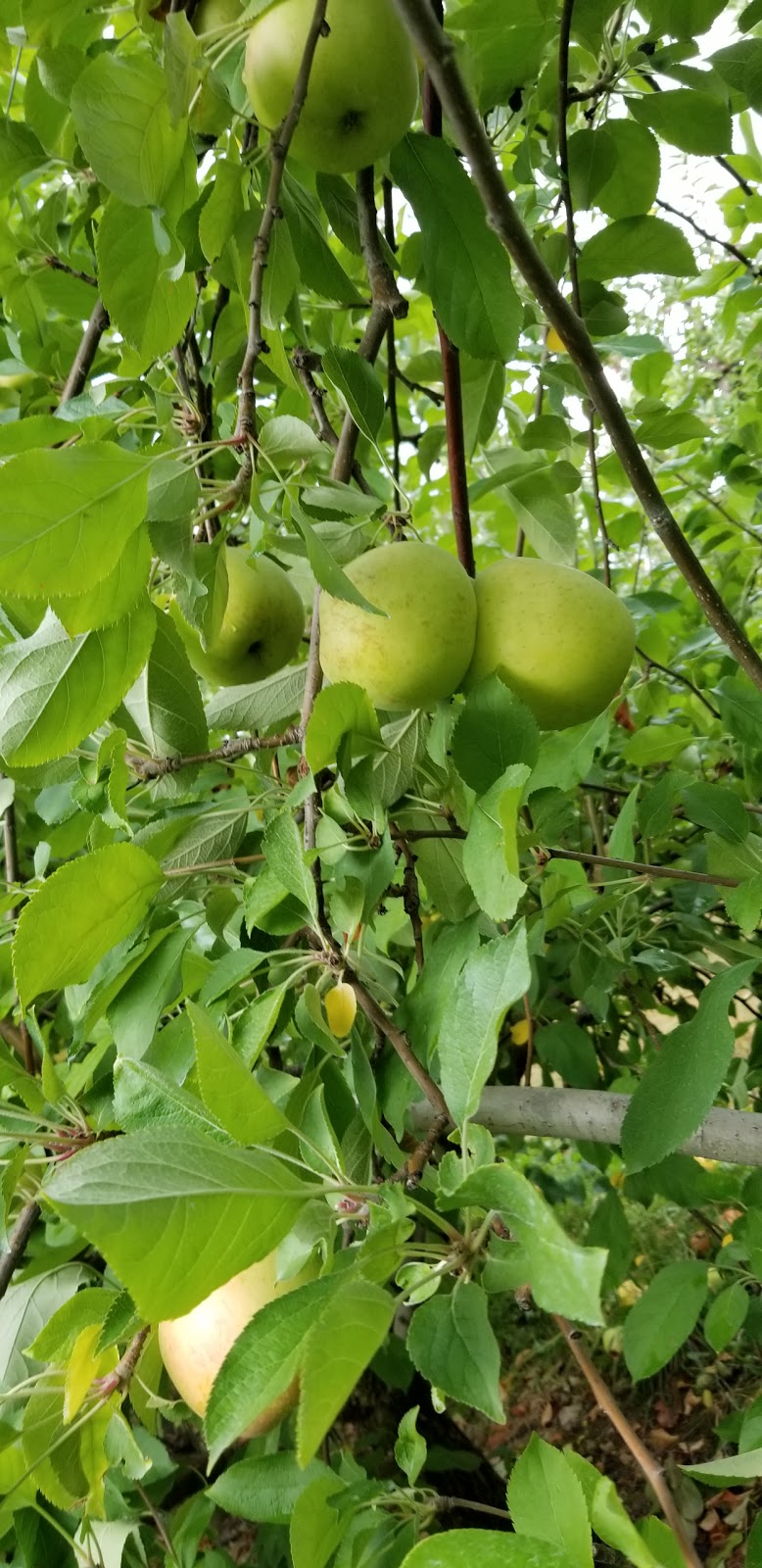 Apple Picking (Soons Orchards) | 634 County Route 50 Grass field parking area, New Hampton, NY 10958 | Phone: (845) 374-5471