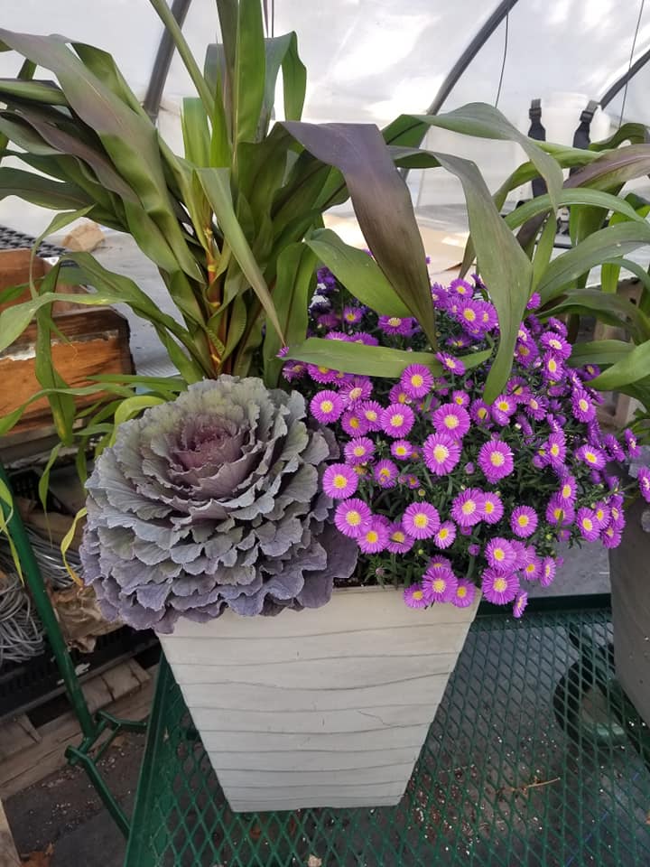 Shoreline Garden Center | 31-A Old Post Rd, Clinton, CT 06413 | Phone: (860) 669-0765