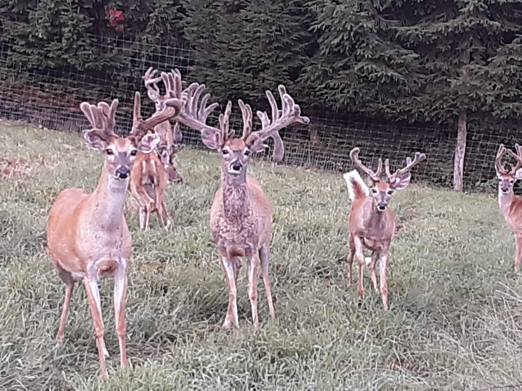 Mountain Trail Whtetails Deer Hunting Preserve | Lommason, Glen Rd, Belvidere, NJ 07823 | Phone: (908) 310-0369