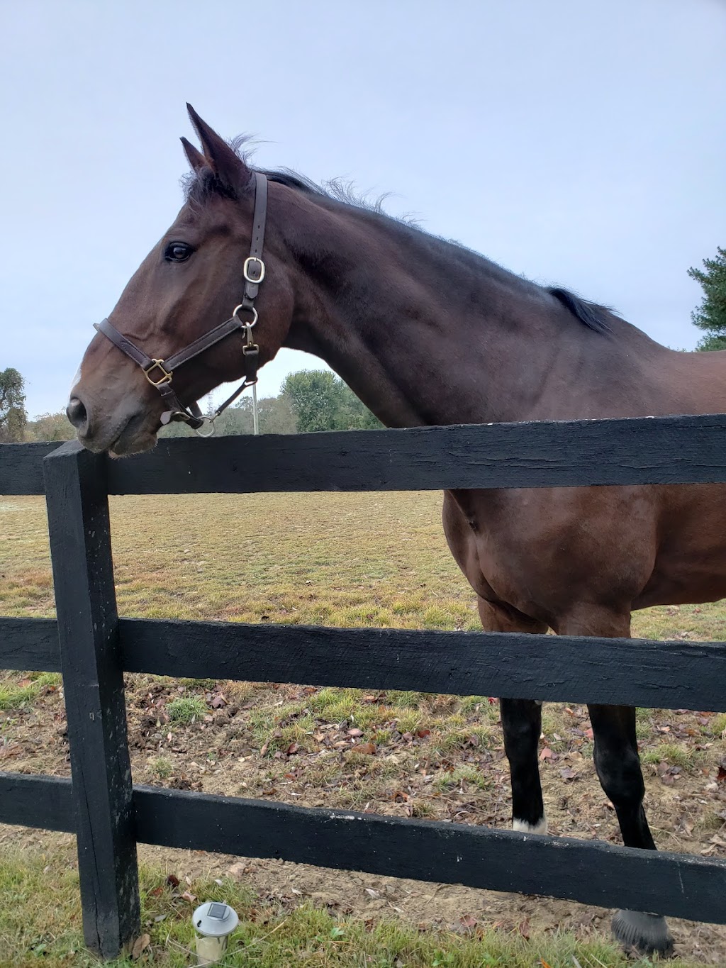 East Coast Equine Performance, LLC | 191 Bordentown Georgetown Rd, Chesterfield Township, NJ 08515 | Phone: (609) 298-0786