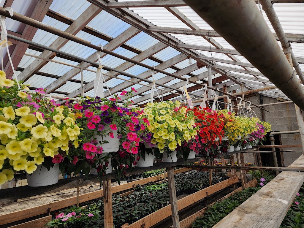Taddeos Greenhouses | 2326 St Denis Ln, Havertown, PA 19083 | Phone: (610) 446-1863