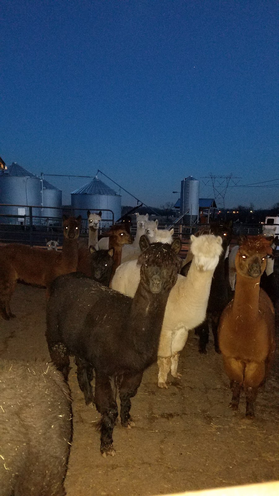 GracefulGlenAlpacas, LLC | 798 Hunsicker Rd, Telford, PA 18969 | Phone: (267) 421-1022