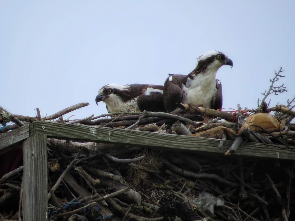 Spizzle Creek Bird Blind | Spizzle Creek Bird Blind Trail, Lanoka Harbor, NJ 08734 | Phone: (732) 830-1835