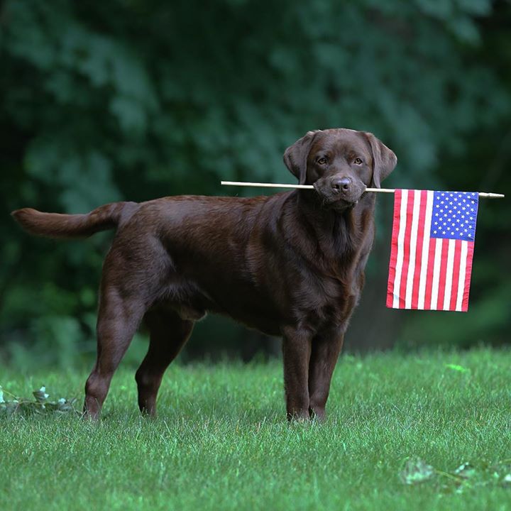 Stonehill Kennel | 345 Sharon Turnpike, Goshen, CT 06756 | Phone: (860) 491-2202