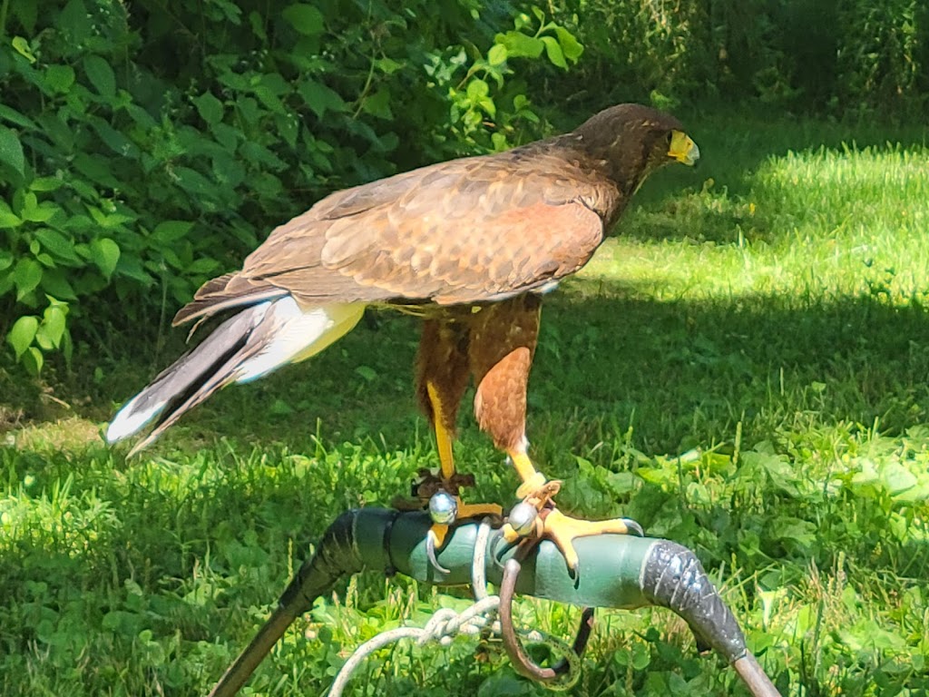 New England Falconry | 115 River Dr, Hadley, MA 01035 | Phone: (413) 259-1466