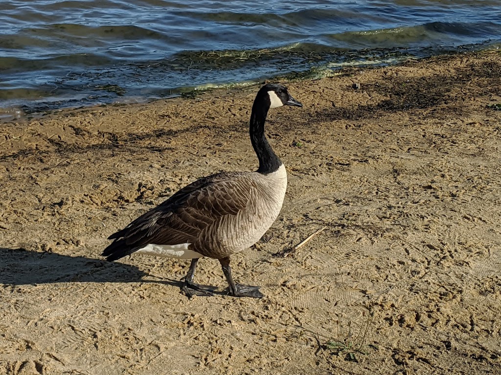 Lake Ronkonkoma County Park | County Park, 600 Lake Shore Rd, Lake Ronkonkoma, NY 11779 | Phone: (631) 854-4949