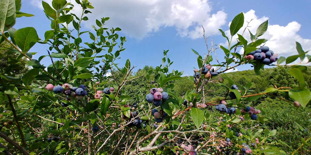 Cascade Valley U Pick Blueberries | 49 E Boskett Rd, Windsor, NY 13865 | Phone: (607) 655-1693
