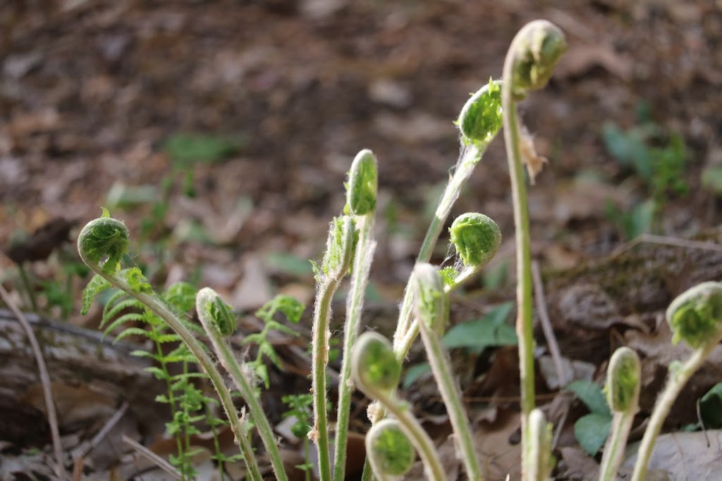 Closter Nature Center | 154 Ruckman Rd, Closter, NJ 07624 | Phone: (201) 750-2778