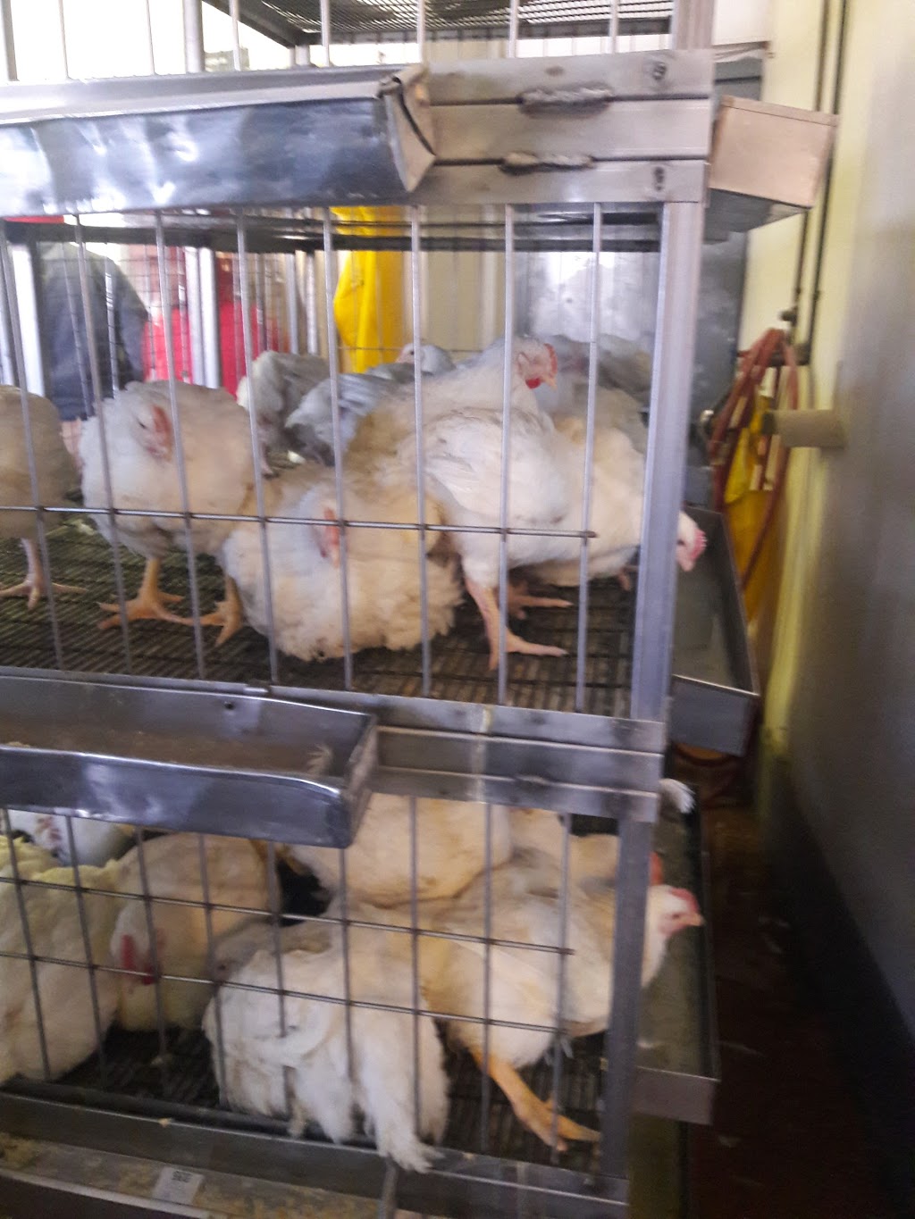 Island Live Poultry. Vivero | 9 Port Richmond Ave # 1, Staten Island, NY 10302 | Phone: (718) 273-5565