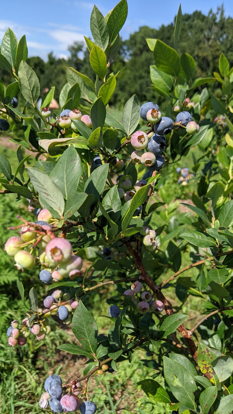 Kelso Homestead Blueberries | 207 Bromley Rd, Chester, MA 01011 | Phone: (413) 667-3251