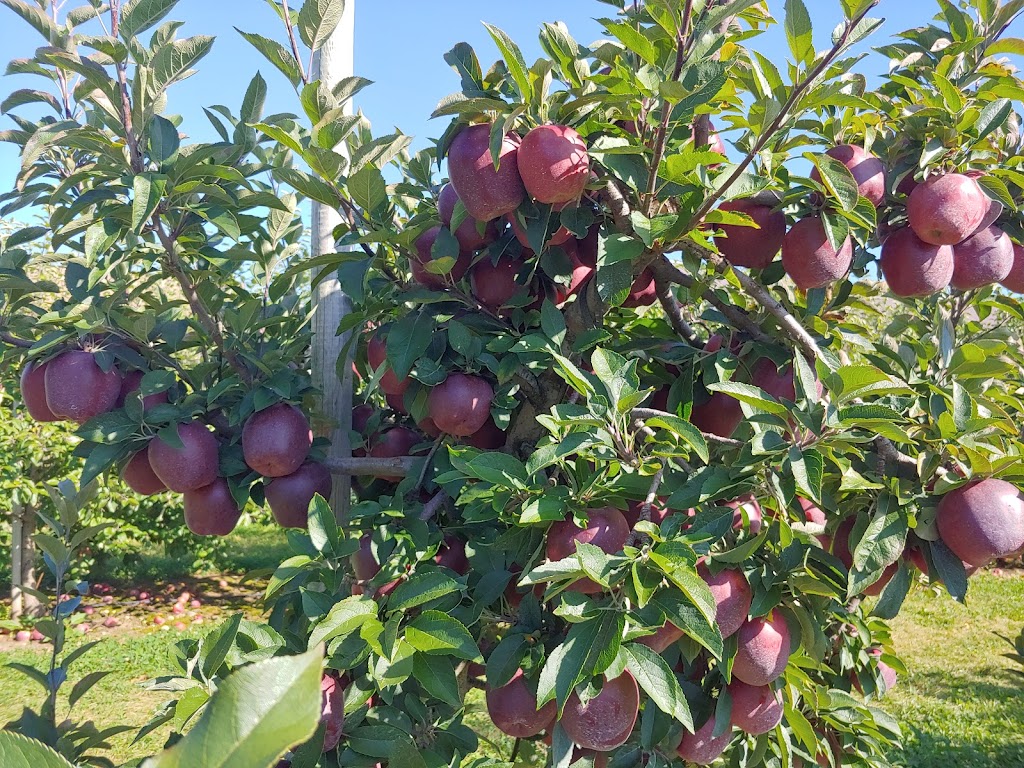 Beardsleys Cider Mill & Orchard | 278 Leavenworth Rd, Shelton, CT 06484 | Phone: (203) 926-1098