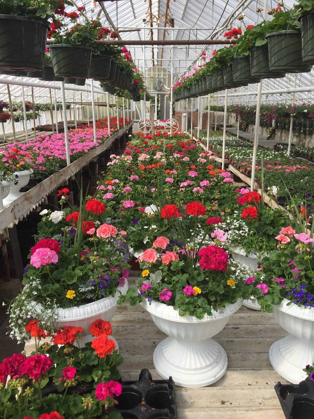 Toms Greenhouses and Florist | 123 Montgomery St, Goshen, NY 10924 | Phone: (845) 294-5233