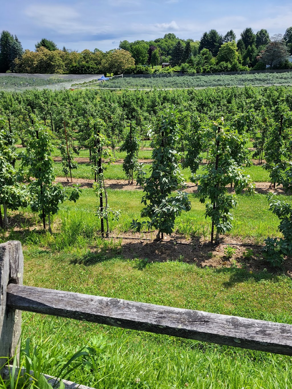 Belltown Hill Orchards | 483 Matson Hill Rd, South Glastonbury, CT 06073 | Phone: (860) 633-2789