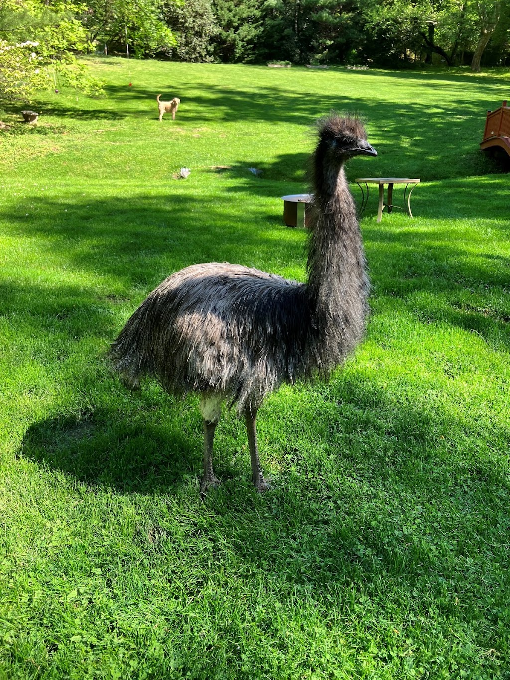 Emu Canyon Park | 431 Rose Ln, Haverford, PA 19041 | Phone: (267) 275-2867