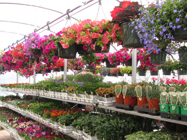 Deans Greens Garden, Nursery & Floral Center | 295 Snyder Ave, Berkeley Heights, NJ 07922 | Phone: (908) 464-2003