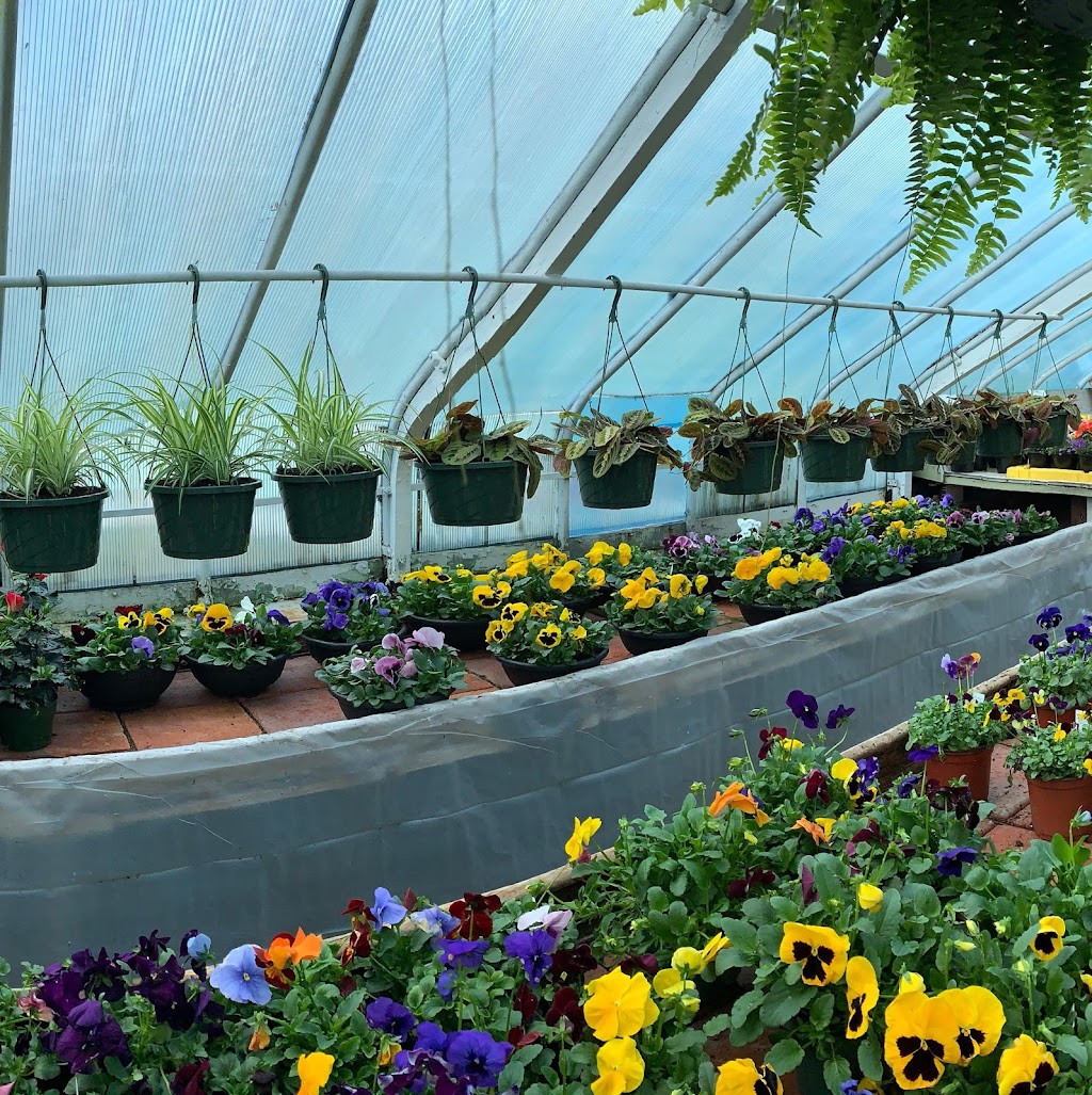 Pine Hill Nursery | 1392 High Ridge Rd, Stamford, CT 06903 | Phone: (203) 918-7470