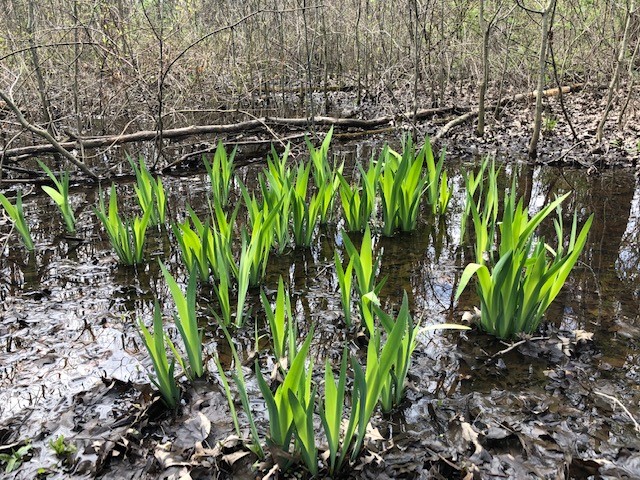 Great Swamp Watershed Association - Conservation Management Area | 1 Tiger Lily Ln, Morristown, NJ 07960 | Phone: (973) 538-3500
