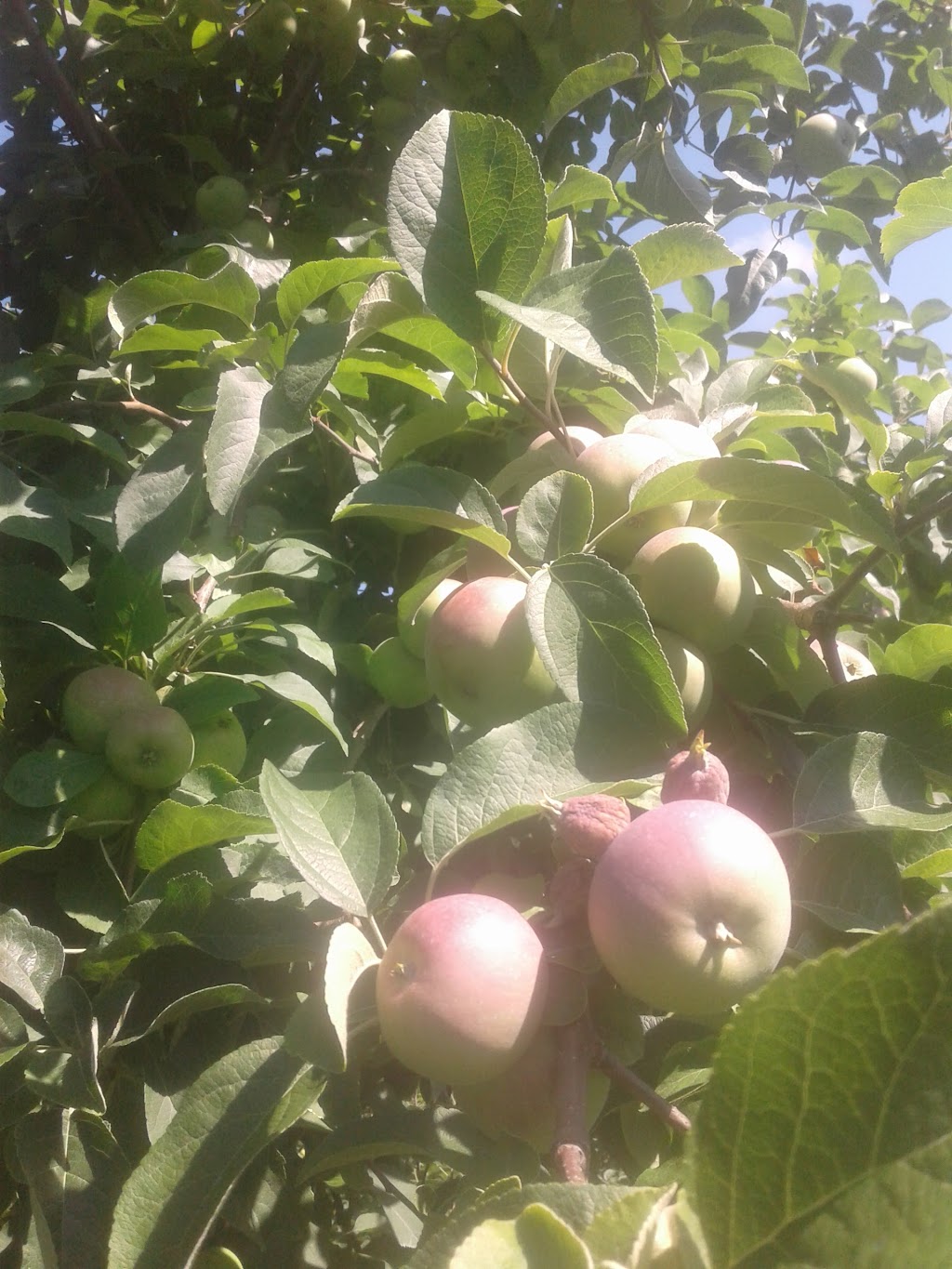 Apple Picking (Soons Orchards) | 634 County Route 50 Grass field parking area, New Hampton, NY 10958 | Phone: (845) 374-5471