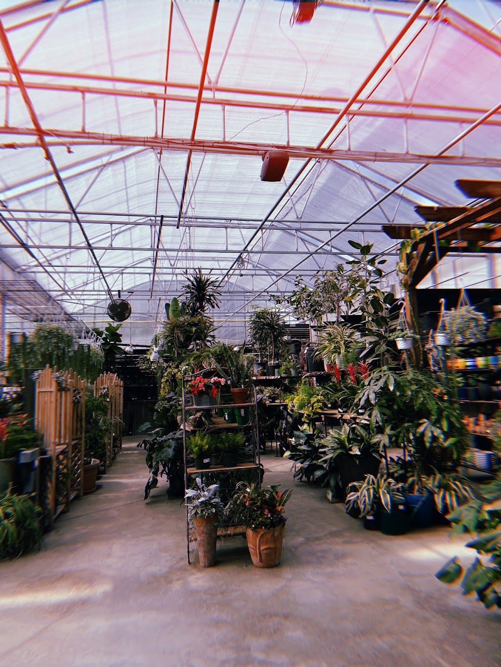 Colonial Nursery | 1124 W Front St, Lincroft, NJ 07738 | Phone: (732) 530-3838