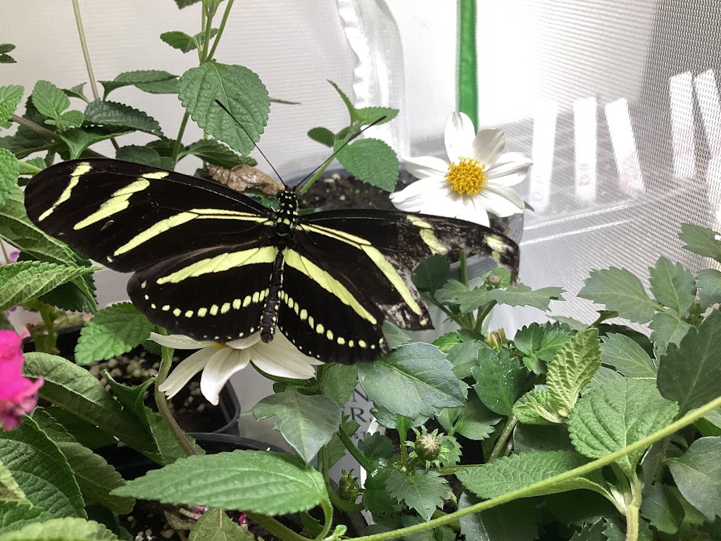 Tallyho Butterfly Farm | 1400 Tallyho Rd, Meadowbrook, PA 19046 | Phone: (401) 536-8612