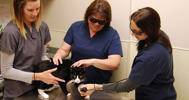 Chesterfield Veterinary Clinic | 650 US-206 Ste I, Bordentown, NJ 08505 | Phone: (609) 298-3888