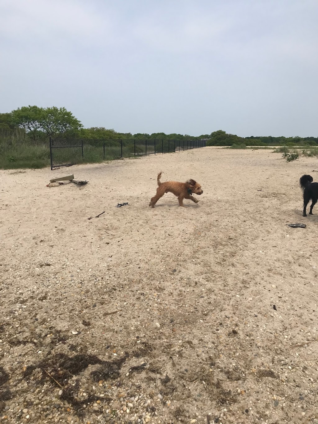 Mud Creek Dog Park | 341 Roe Ave, East Patchogue, NY 11772 | Phone: (631) 854-4949