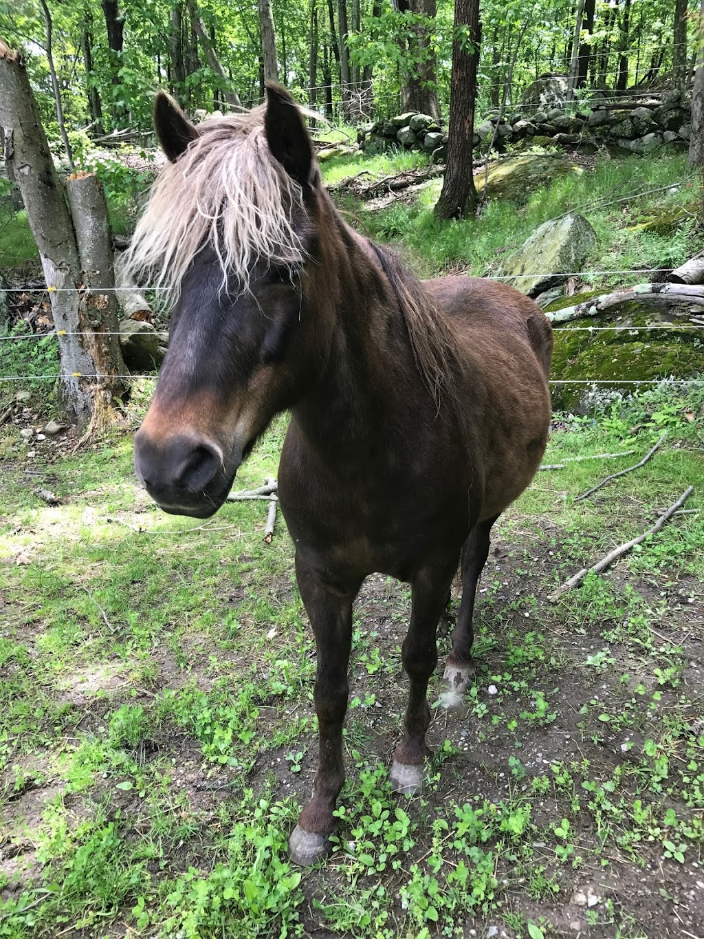 Sky Blue Stables | 52 Montrose Station Rd, Cortlandt, NY 10567 | Phone: (914) 879-5841