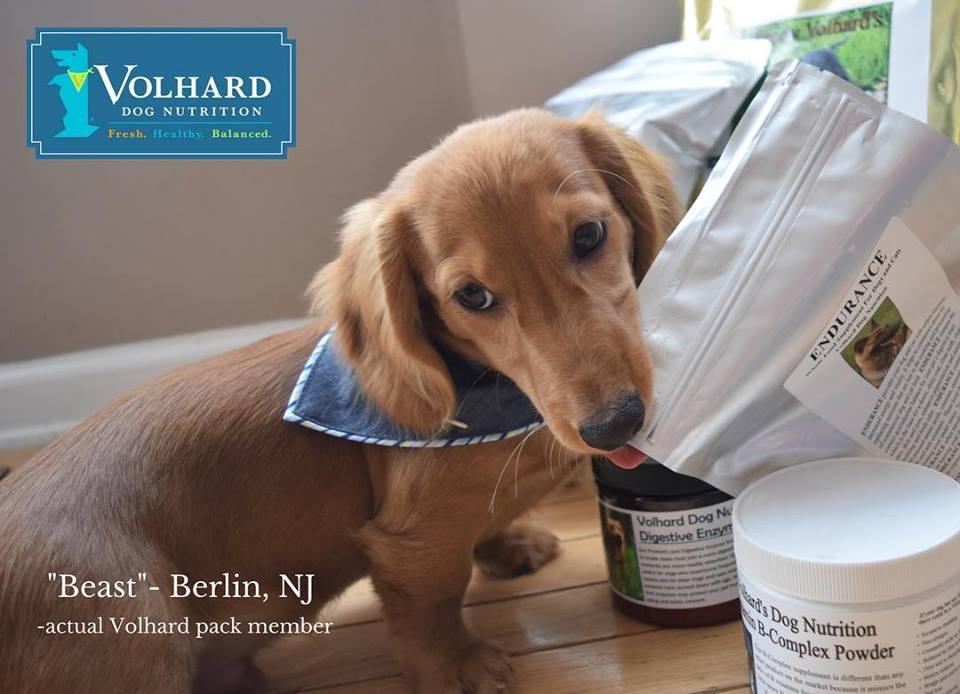 Volhard Dog Nutrition | 131 Kenilworth Road Suite 101, Marlton, NJ 08053 | Phone: (888) 571-2245