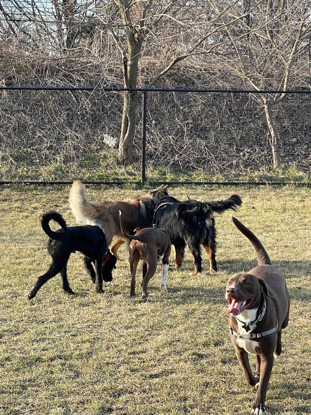 Twining Valley Dog Park | 4VV2+J6, Dresher, PA 19090 | Phone: (215) 643-1600