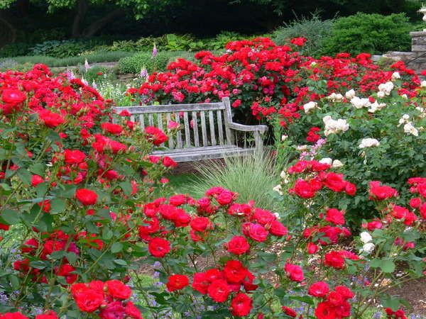 Rose Garden | 100 E Northwestern Ave, Flourtown, PA 19031 | Phone: (215) 247-5777