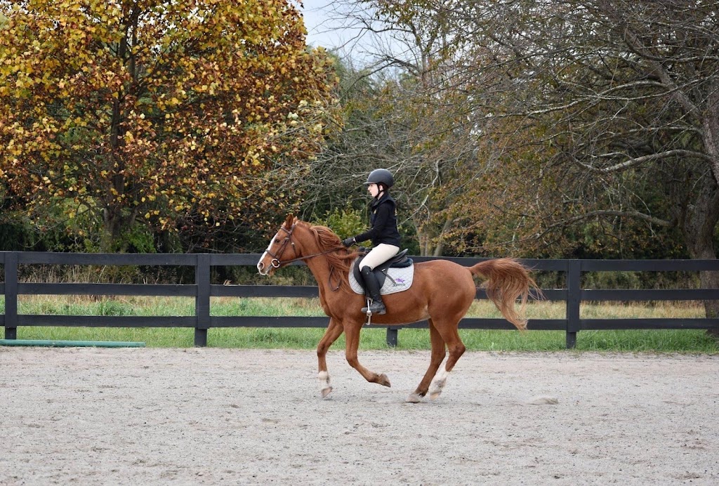 HM Equestrian & Sport Horse | 43 Van Sant Rd, New Hope, PA 18938 | Phone: (215) 666-2156