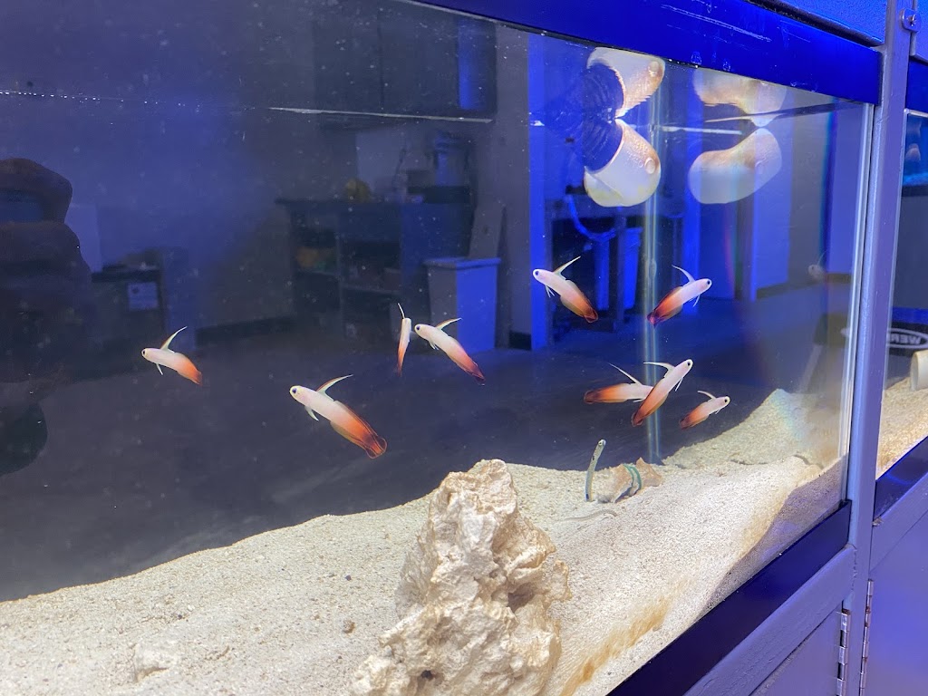 Reef Shark Aquarium Inc | 2083 Hempstead Tpke, East Meadow, NY 11554 | Phone: (516) 750-5011