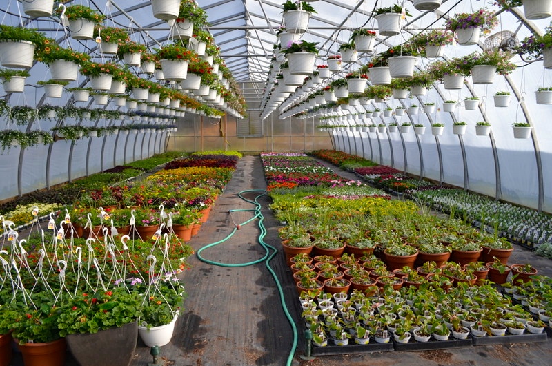 Sunny Garden Greenhouses | 2238 NY-9D, Wappingers Falls, NY 12590 | Phone: (845) 297-4400