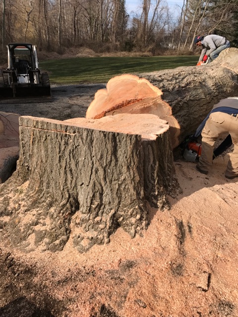 Henriquez Tree Work & Landscaping Inc. | 25 Oswego Dr, Greenlawn, NY 11740 | Phone: (631) 767-5129
