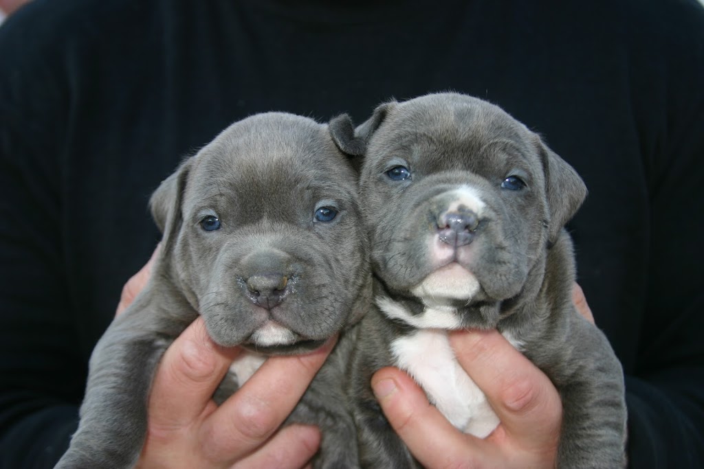 devils den puppies | 271 Wagner Wy, Stroudsburg, PA 18360 | Phone: (718) 840-8844