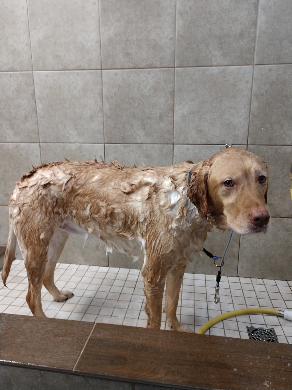 A Wash Your Paws -a Grooming Salon plus self- service dog wash | 744 Mantoloking Rd, Brick Township, NJ 08723 | Phone: (732) 920-9274