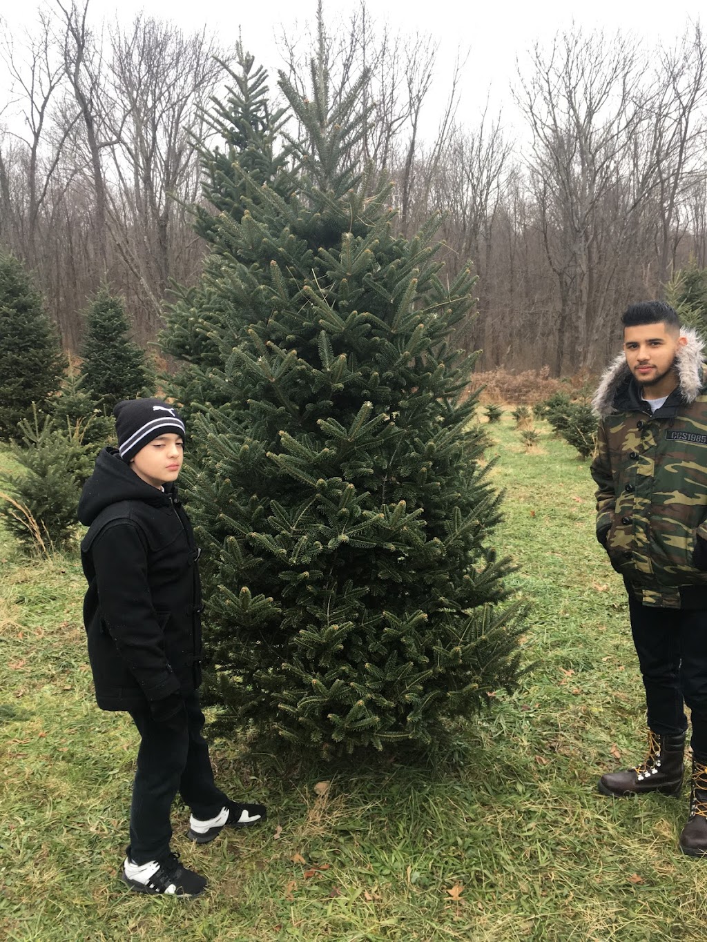 Sunset Christmas Tree Farm | 21 Frontage Rd, Blairstown, NJ 07825 | Phone: (870) 329-7766