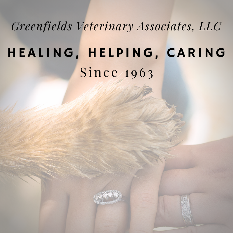 Greenfields Veterinary Associates | 111 Parkville Station Rd, Mantua Township, NJ 08051 | Phone: (856) 242-7966