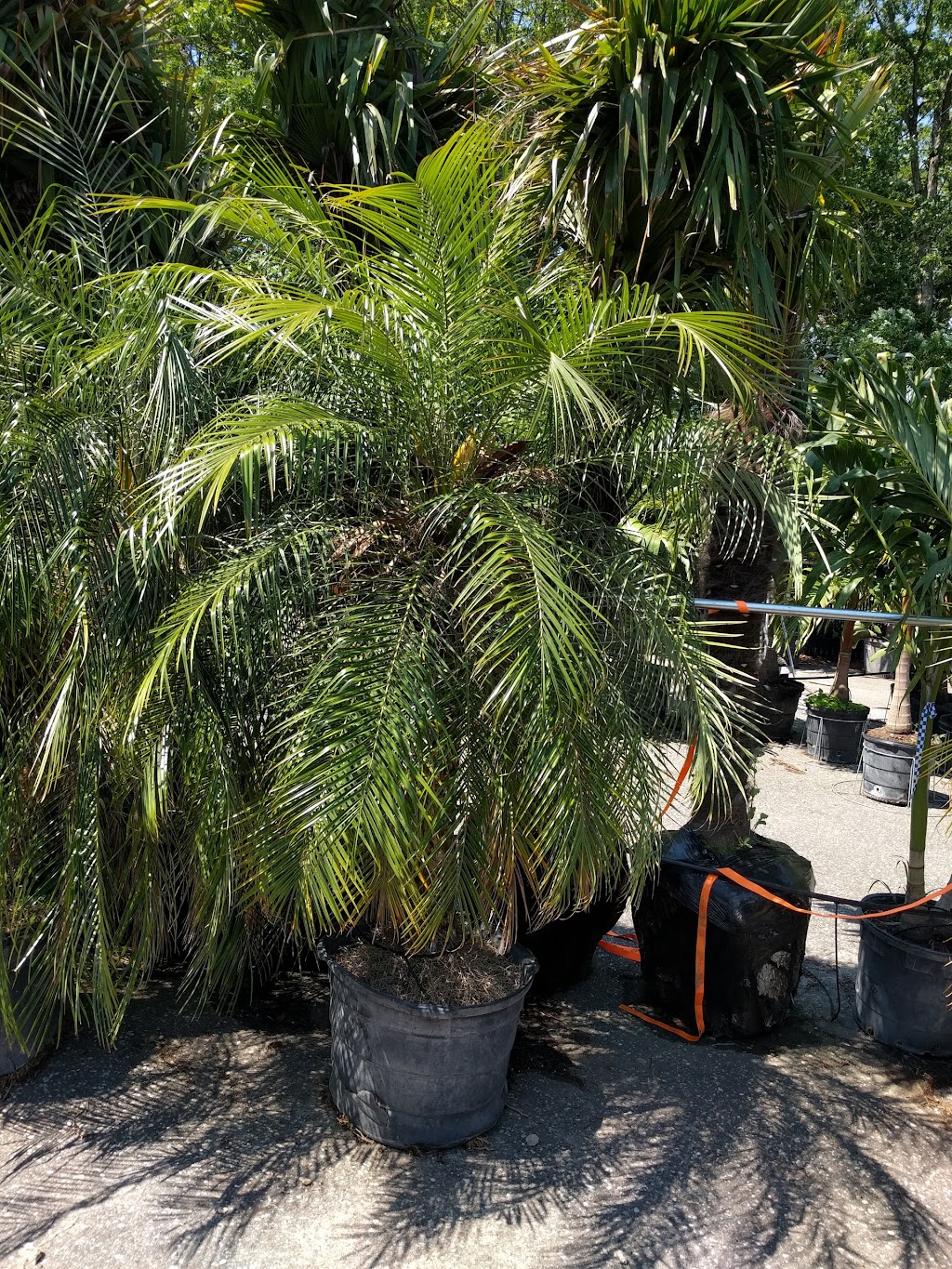 Island Wide Palm Trees | 2956 NY-112, Medford, NY 11763 | Phone: (631) 714-7256