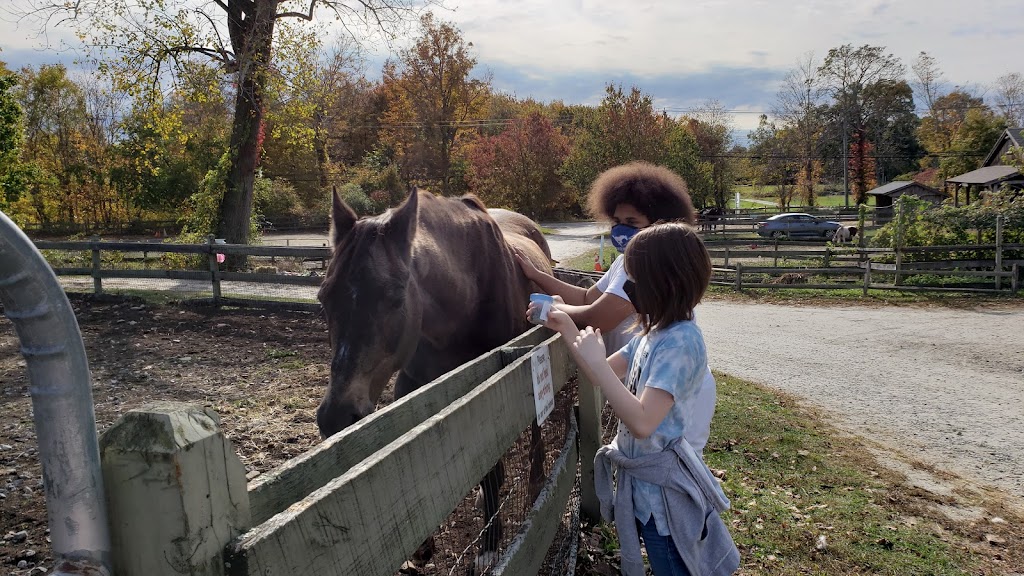 Ray of Light Farm Inc | 232 Town St, East Haddam, CT 06423 | Phone: (860) 873-1895