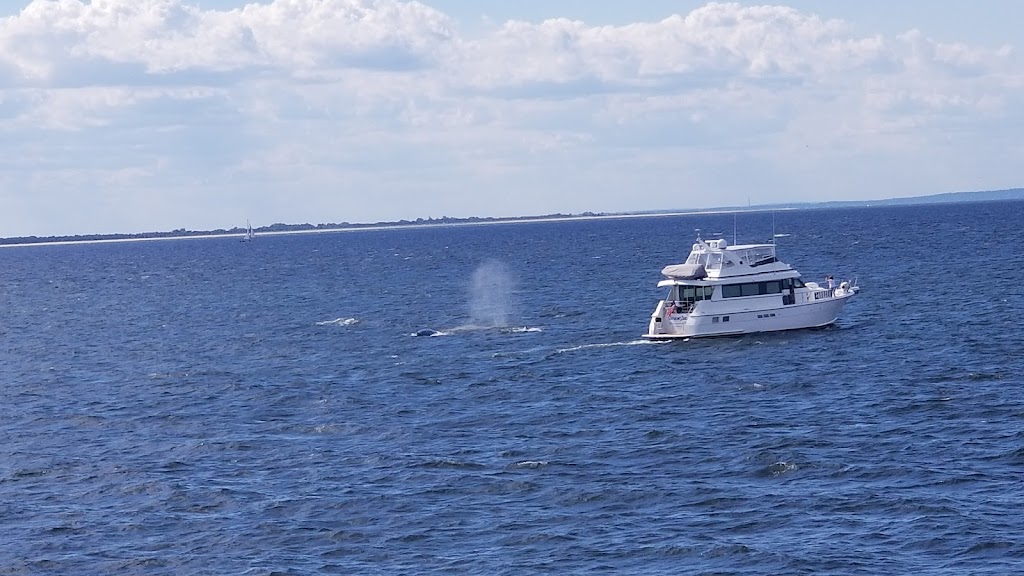 Seastreak Whale Watch | 325 Shore Dr, Highlands, NJ 07732 | Phone: (800) 262-8743
