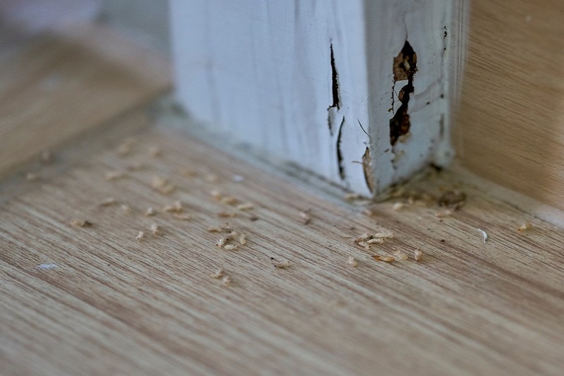 Big Wyoming Termite Removal Experts | 146 Southern Blvd, Wyoming, DE 19934 | Phone: (302) 266-2161