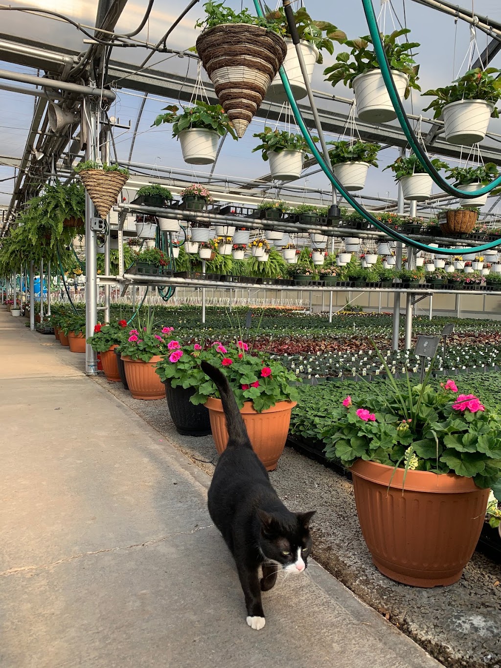 Great Swamp Greenhouses | 553 New Vernon Rd, Gillette, NJ 07933 | Phone: (908) 647-3725