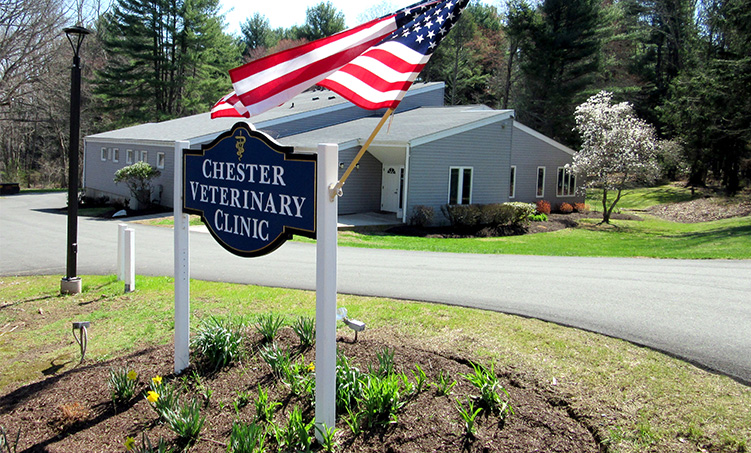 Chester Veterinary Clinic | 264 Middlesex Turnpike, Chester, CT 06412 | Phone: (860) 526-5313