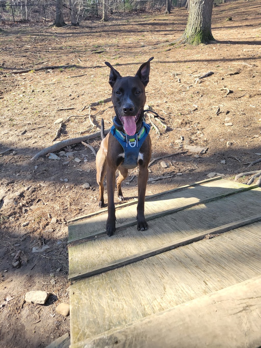 Shelton Dog Park | Nells Rock Rd, Shelton, CT 06484 | Phone: (203) 924-1555