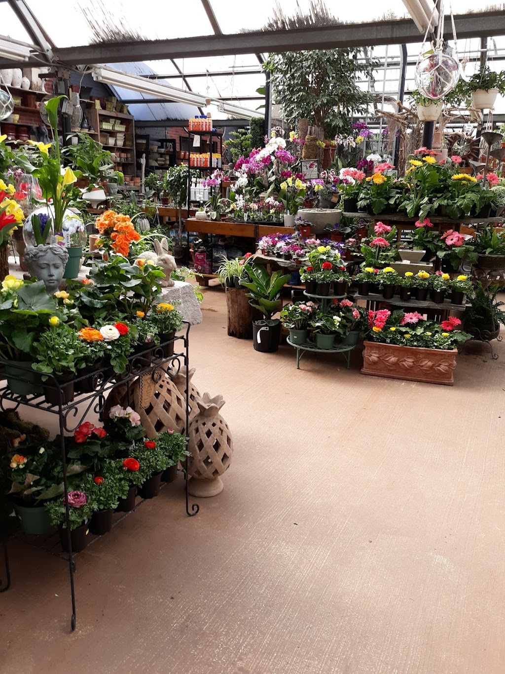 Hollandia Nurseries | 95 Stony Hill Rd, Bethel, CT 06801 | Phone: (203) 792-0268