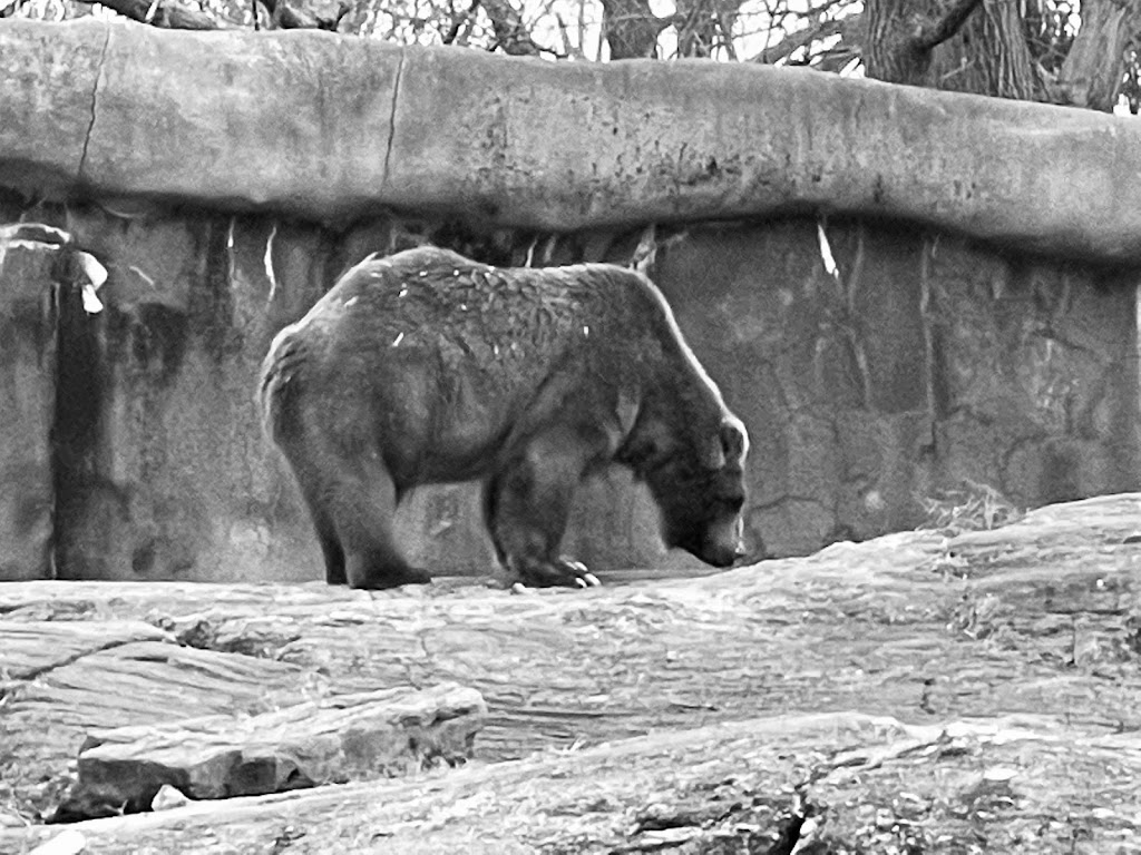 Tiger Mountain at Bronx Zoo | 2300 Southern Boulevard, The Bronx, NY 10460 | Phone: (718) 367-1010