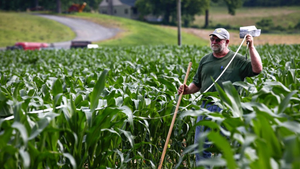 Mazezilla Corn Maze | 415 Old, State Rte 115, Saylorsburg, PA 18353 | Phone: (570) 402-7378