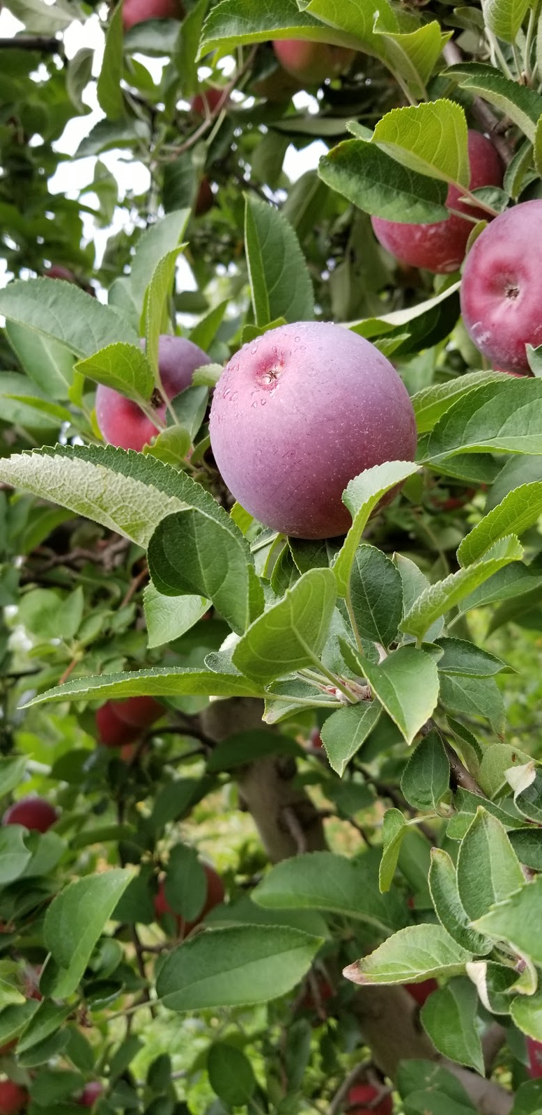 Apple Picking (Soons Orchards) | 634 County Route 50 Grass field parking area, New Hampton, NY 10958 | Phone: (845) 374-5471