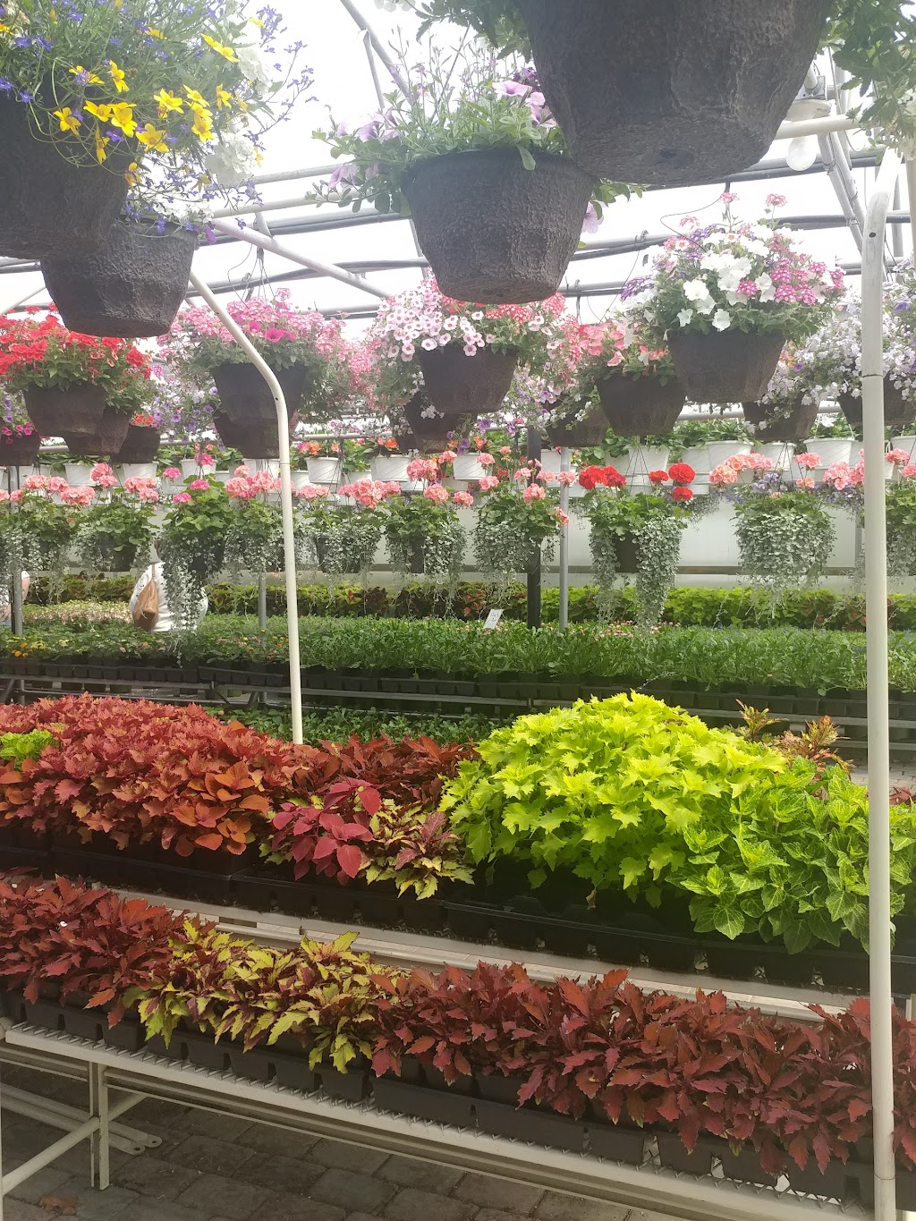 Cathys Flower Stand | 799 Canal Rd, Mt Sinai, NY 11766 | Phone: (631) 331-8462